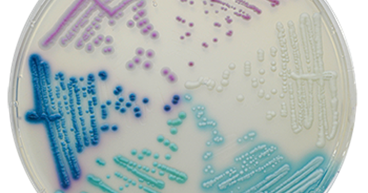 CHROMagar Candida Plus zum Nachweis von Candida auris